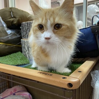 3頭身あやめちゃん