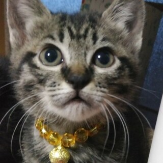 募集一時停止　キジトラ女子❤️つばき