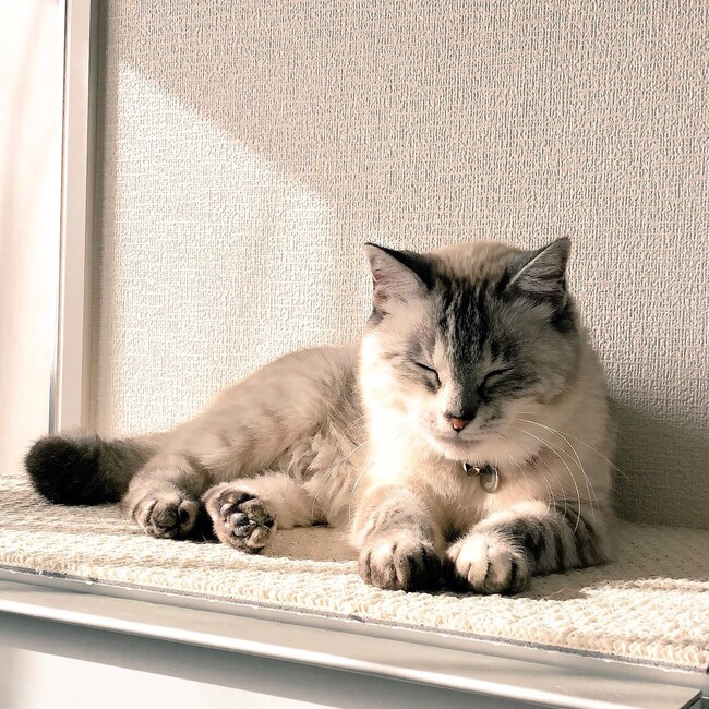 クレア.のカバー写真