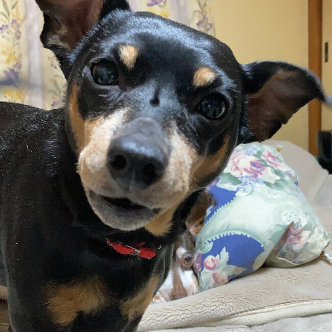 ジャンボ1231のカバー写真