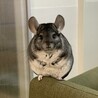 たらこま