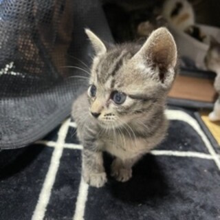 お陰様で良い里親さんが見つかりました