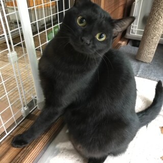 素敵な里親様と出会えました☆黒兄弟