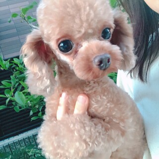 ティーカッププ を含む犬の里親募集情報 ペットのおうち 月間利用者150万人