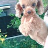 ティーカッププードル2歳くらい女の子 サムネイル3