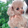 ティーカッププードル2歳くらい女の子 サムネイル4