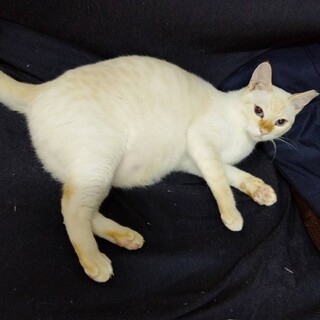 愛らしい　ナっちゃん