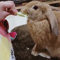 【急募】ロップイヤー★片耳立っちのイケメンくん♡