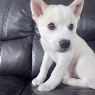 好奇心旺盛！元気なジュン君 2ヶ月齢