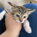 可愛い子猫の兄弟です！