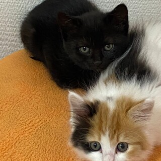 ミケ長毛、黒猫可愛い仔猫姉妹！募集停止