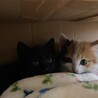ミケ長毛、黒猫可愛い仔猫姉妹！募集停止 サムネイル2
