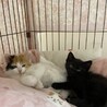 ミケ長毛、黒猫可愛い仔猫姉妹！募集停止 サムネイル3