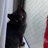 ミケ長毛、黒猫可愛い仔猫姉妹！募集停止 サムネイル5