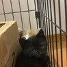 ミケ長毛、黒猫可愛い仔猫姉妹！募集停止 サムネイル7