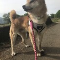 元気いっぱい1歳の柴犬男子