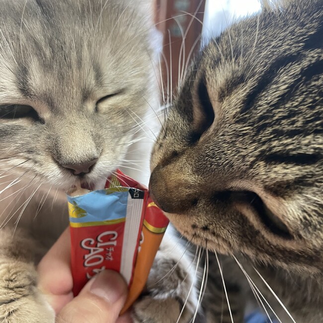 えすてまのカバー写真