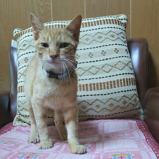 緊急!!ＳＯＳ!!ガリガリの茶トラ君　