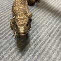 サバンナモニター