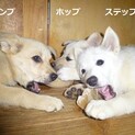 すくすく元気な子犬３兄妹