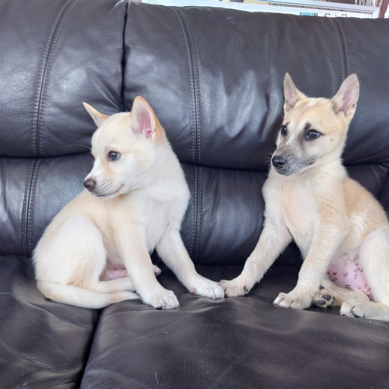 ちょい怖がりのレッテルを 香川県 犬の里親募集 ペットのおうち 月間利用者150万人