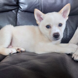 ちょい怖がりのレッテルを克服中！！ラン君 2ヶ月齢