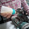 子猫の里親募集中 サムネイル4