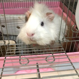 モルモット　アビシニアン　雄