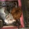 モルモット　アビシニアン　雄 サムネイル2