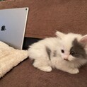 天然な長毛チビとサビ仔猫　仲良し兄妹