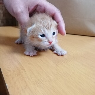 ちっちゃな茶トラ