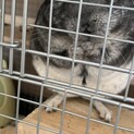 【小動物】チンチラ　グレー
