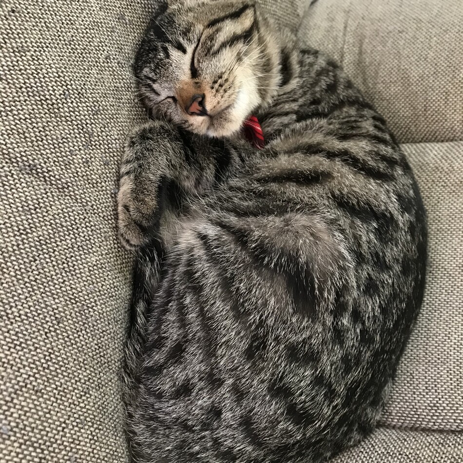 ドルチェのカバー写真