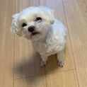 里親様 募集します•マルチーズ  募集停止中