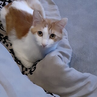 可愛い甘えたな男の子