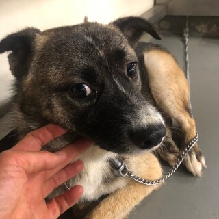 人に興味がないわけでもない、こげすけ君