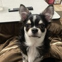 チワワ、オス、6ヶ月