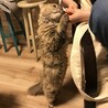 チュール大好き❤️精一杯背伸びしておねだり上手(^^)