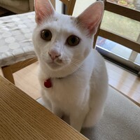 アロン
