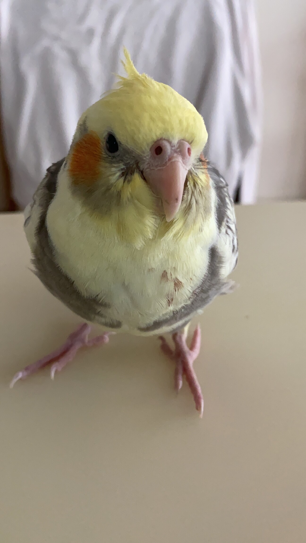 ありがとうございました 東京都 鳥の里親募集 ペットのおうち 月間利用者150万人