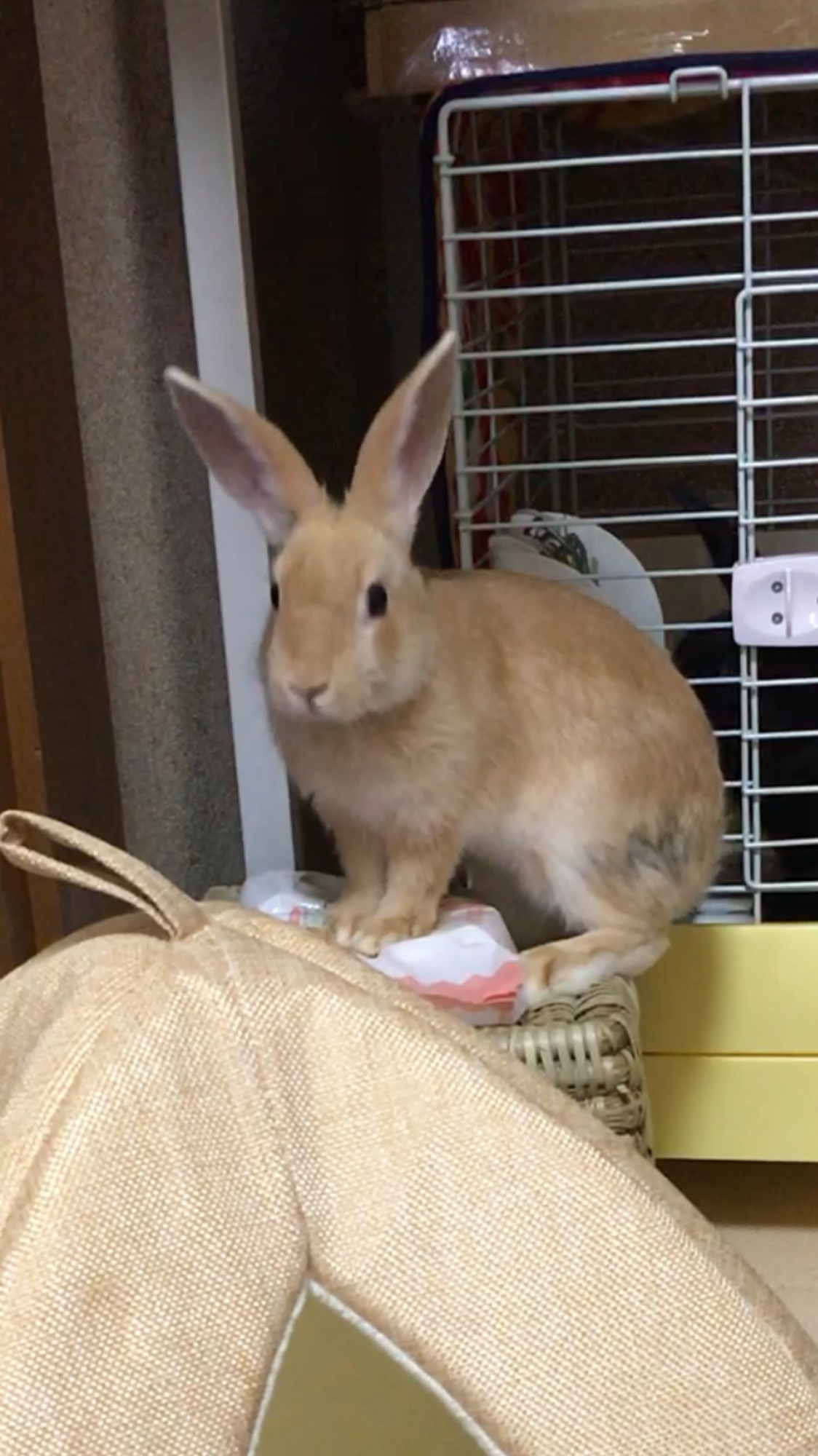 ミニうさぎ里親様募集中 富山県 小動物の里親募集 ペットのおうち 月間利用者150万人