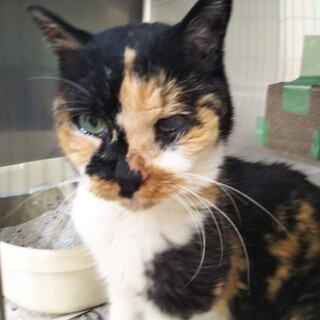 シニアのみーちゃんの家族になってください