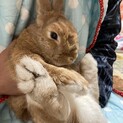 大きなうさぎさん