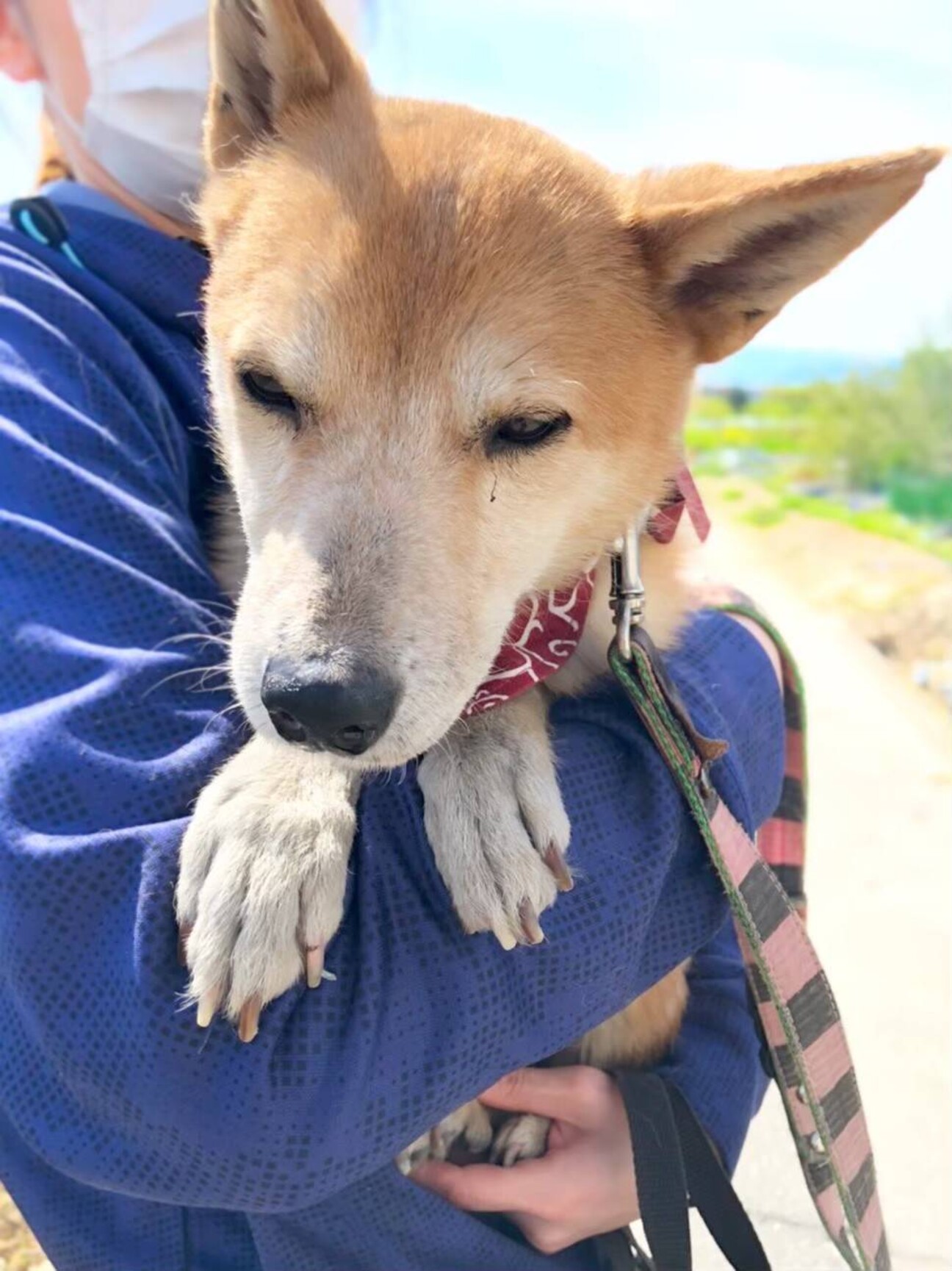 ことあちゃん チワワ豆柴 奈良県 犬の里親募集 ペットのおうち 月間利用者150万人