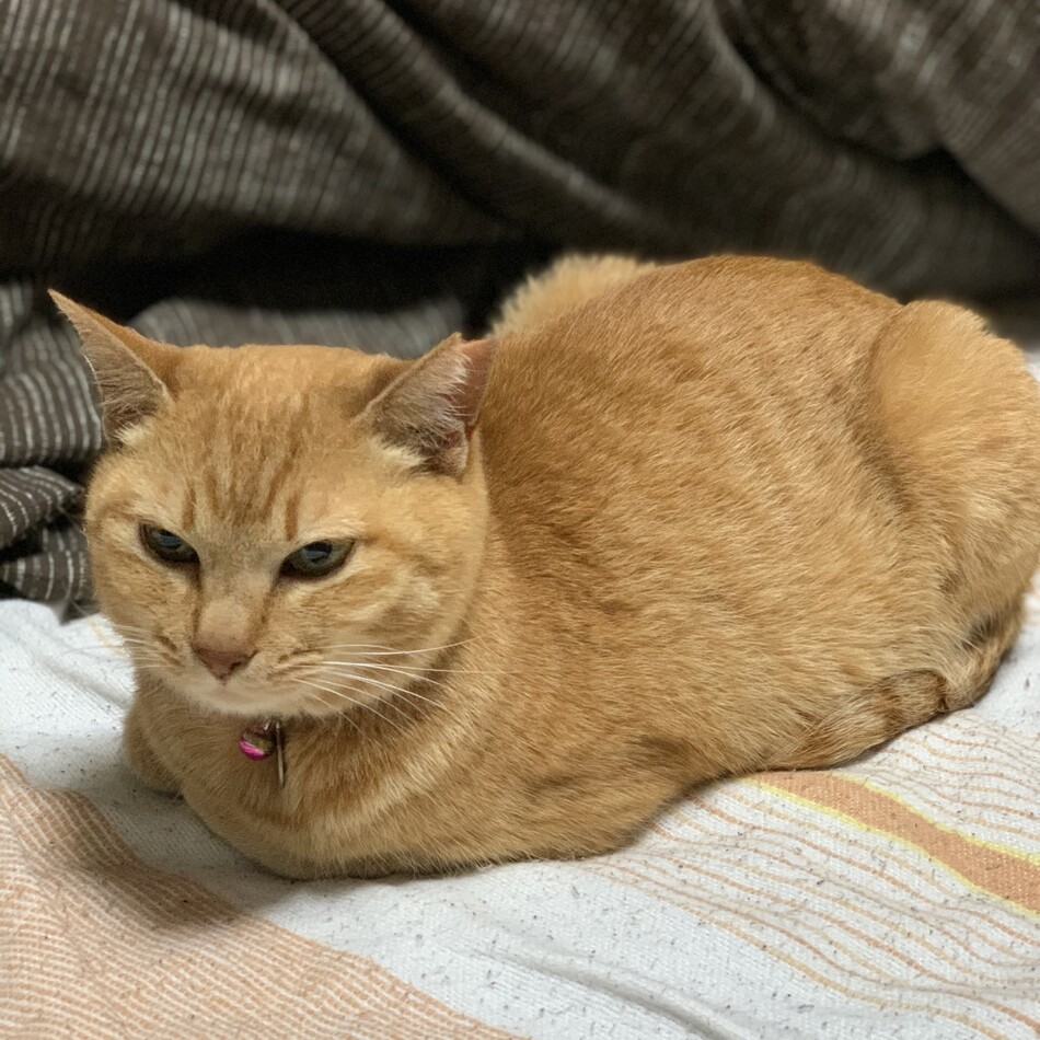 ブラウンさんのカバー写真