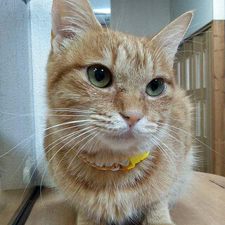 初心者にもおすすめ！飼いやすい良い子な柚