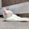 颯愛