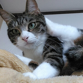 猫好き、人好きな甘えん坊のかわいい富