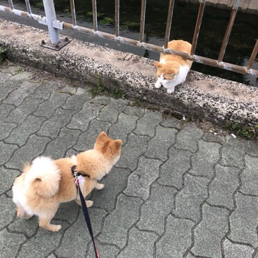 猫先輩