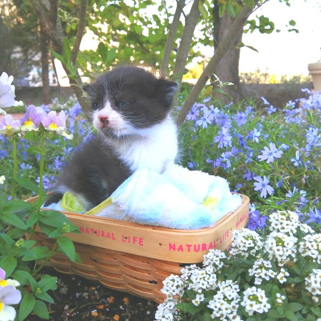 非営利団体『ちーむ　にゃいんず』のカバー写真